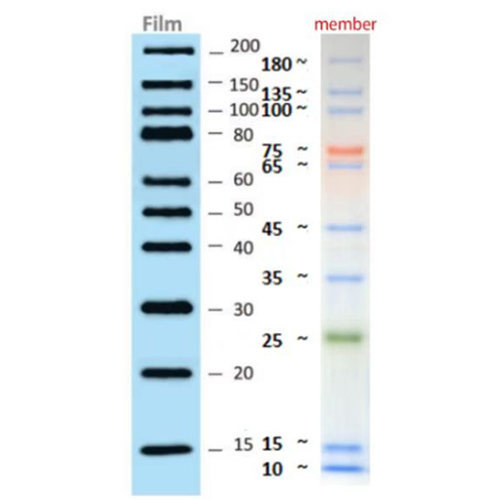 AFT Multi-color Self-Lighting Western Protein Marker (10-200 kDa)  彩虹预染曝光蛋白Marker