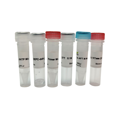 AFT Basic First Strand cDNA Synthesis Kit（第一链cDNA反转录试剂盒，基础款，各组分单独）