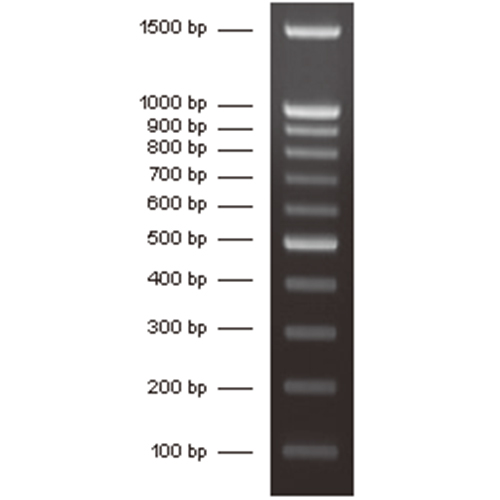 AFT  100bp DNA Ladder