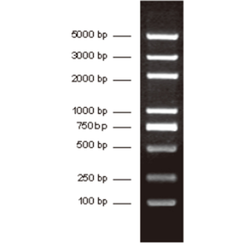 AFT  DL2000 plus DNA marker