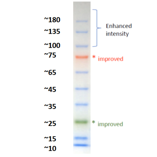 AFT Prestained Protein Ladder (10-180 kDa) with 45kDa