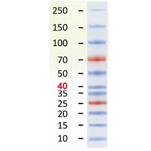 AFT Prestained Plus Protein Ladder (10-250 kDa)